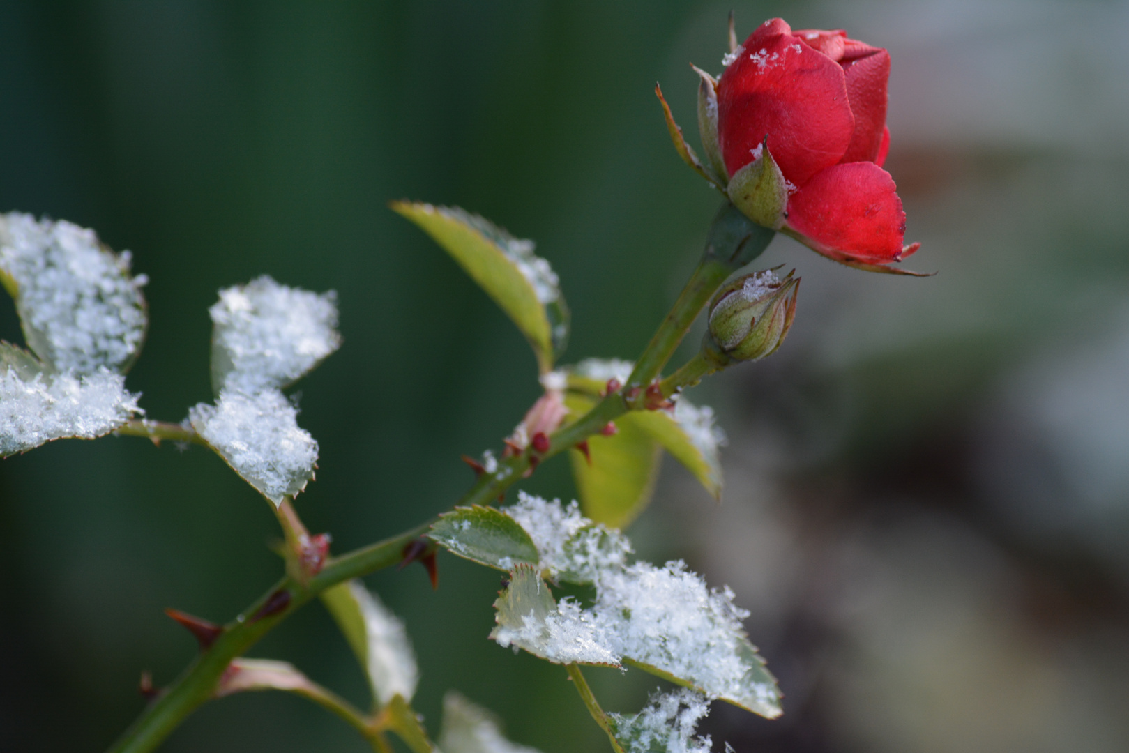 TENDRE COULEUR