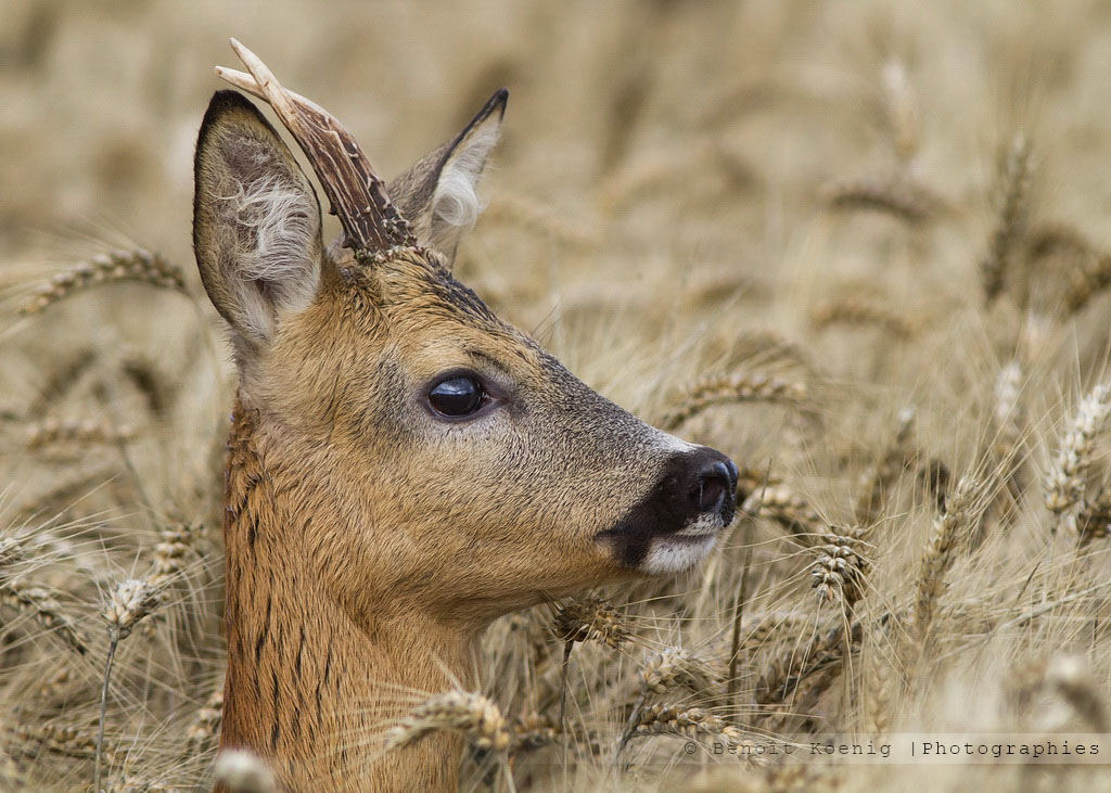 tendre regard