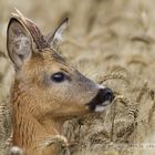 tendre regard