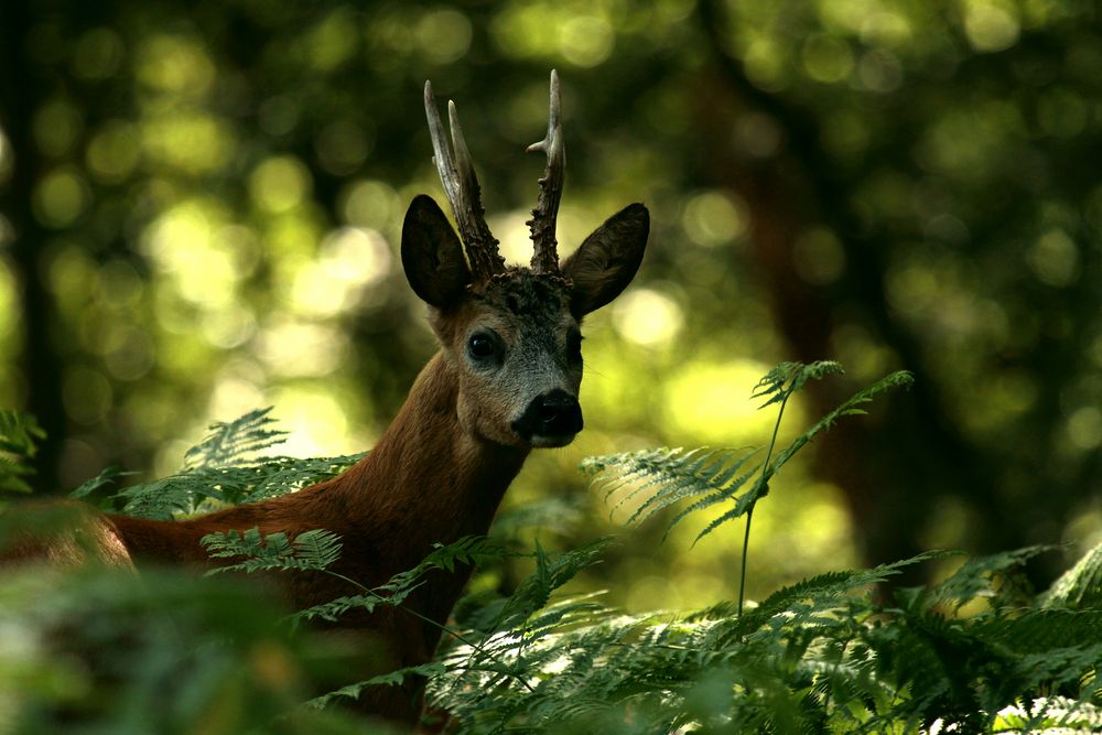 tendre regard