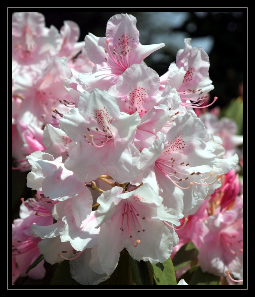 tendre rhododendron
