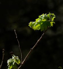 Tendres feuilles.