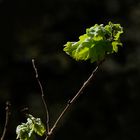 Tendres feuilles.