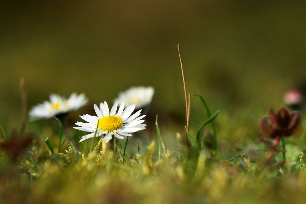 tendres  fleurettes 