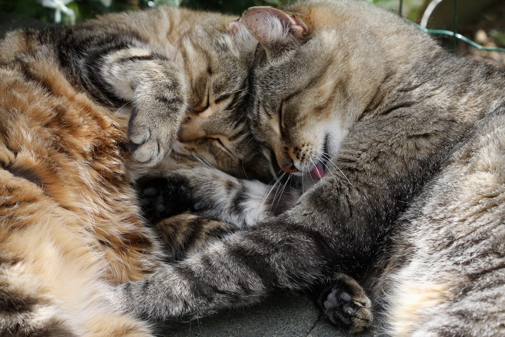 Tendres jumeaux