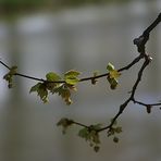 Tendres pousses de platane