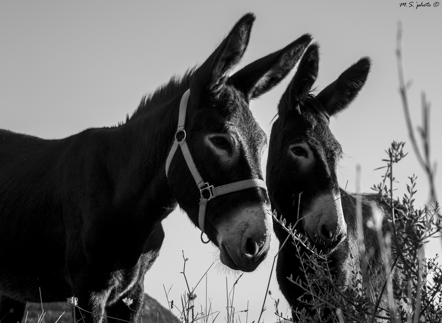 Tendresse.