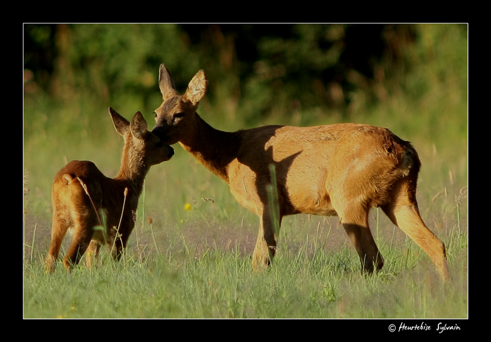 tendresse