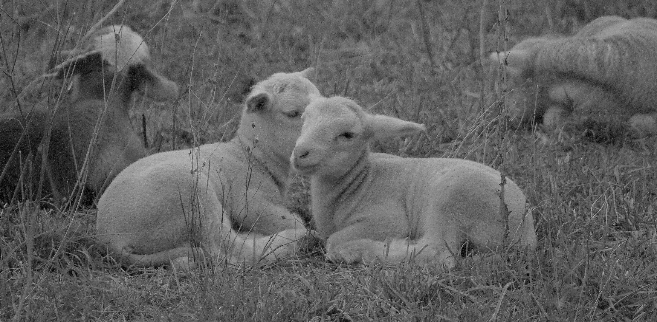 Tendresse