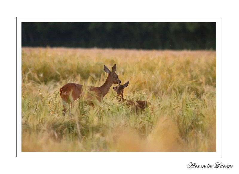 tendresse