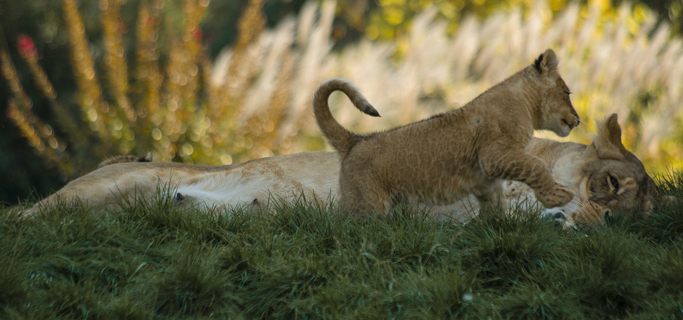 Tendresse 2 (Panthera leo leo, lion d'Afrique)