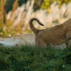 Tendresse 2 (Panthera leo leo, lion d'Afrique)