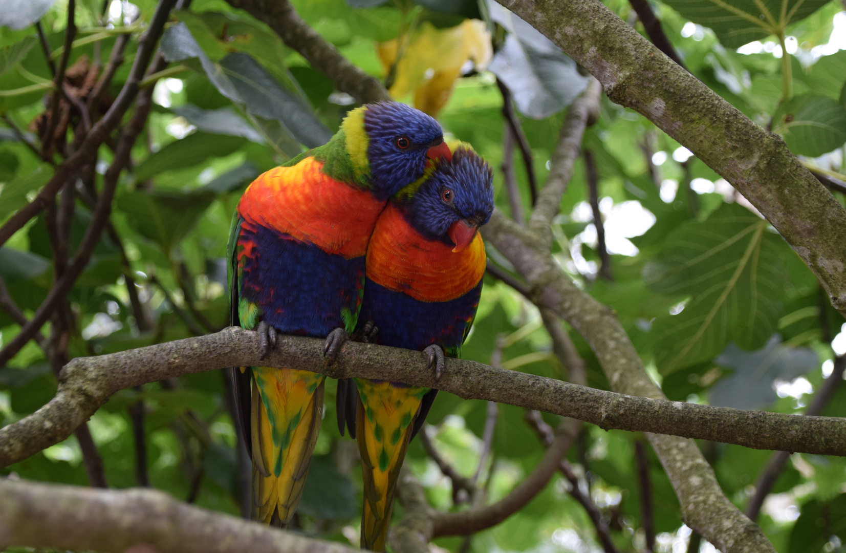 Tendresse 