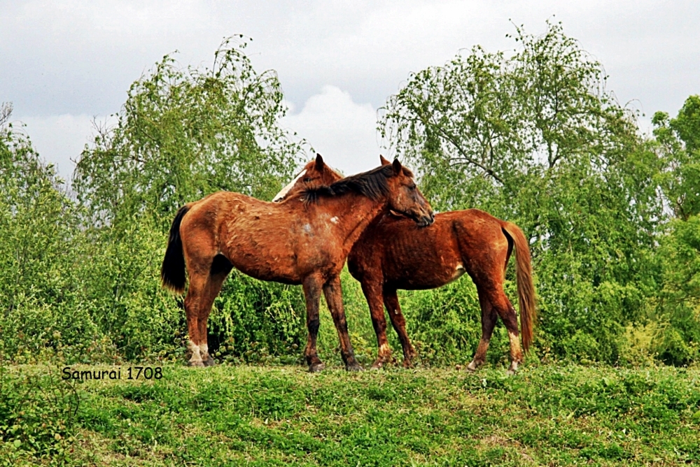 TENDRESSE !