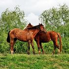 TENDRESSE !