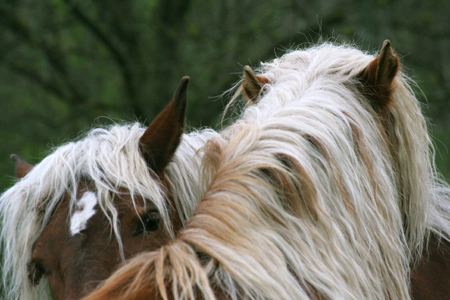 Tendresse