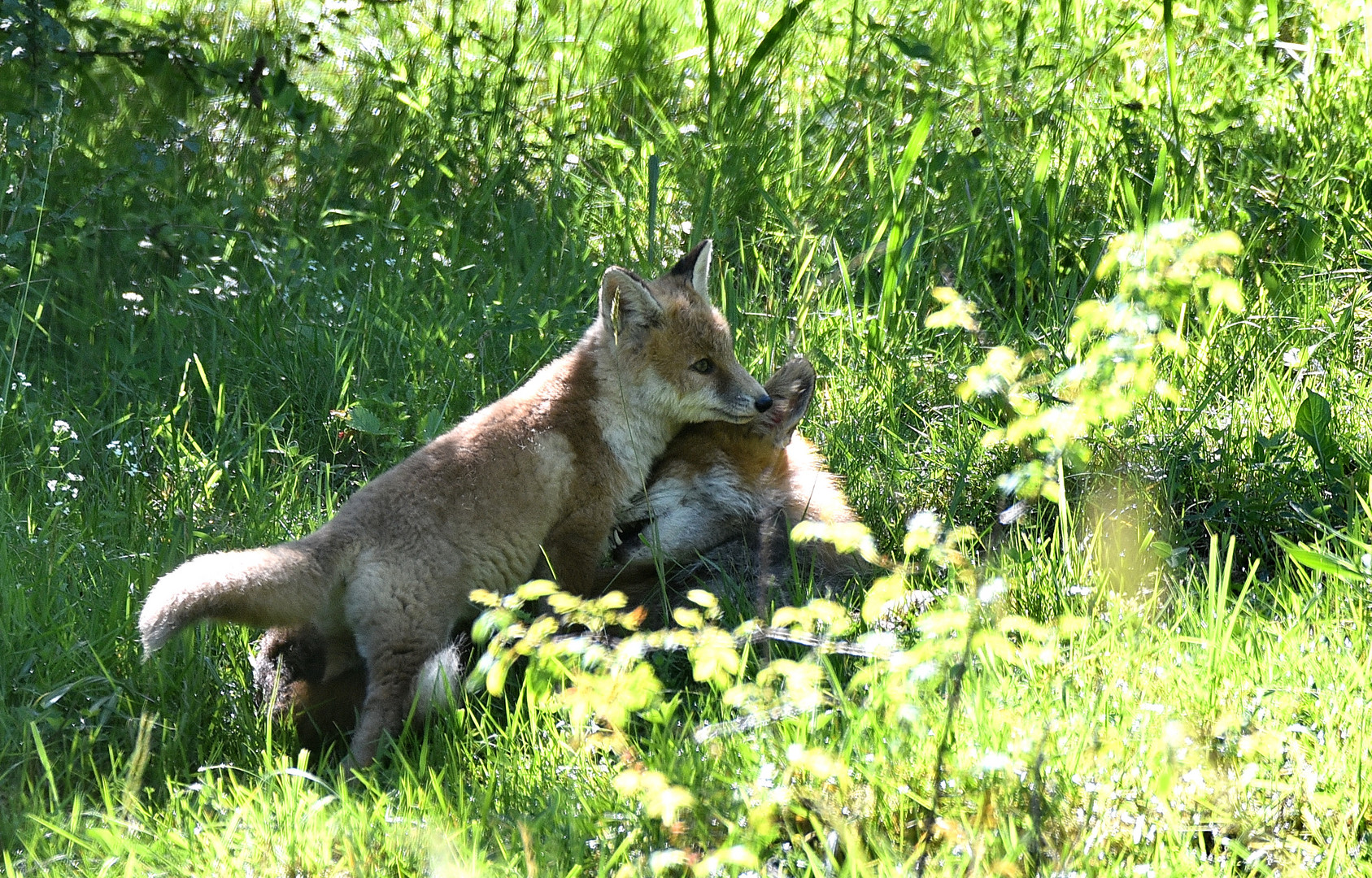 Tendresse ...