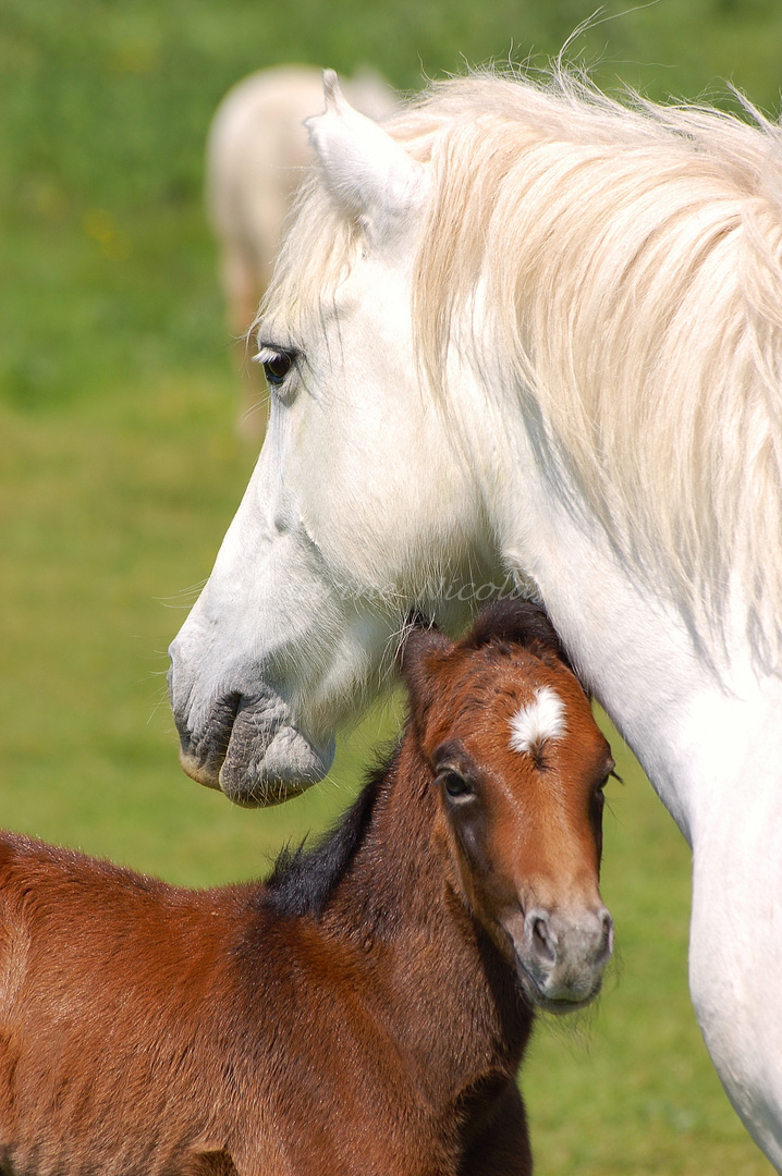 tendresse