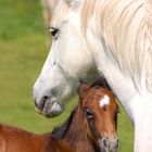 tendresse