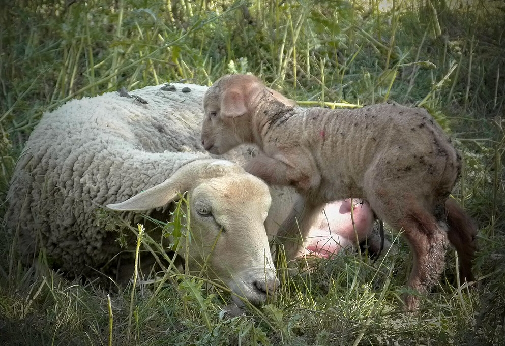 * tendresse *