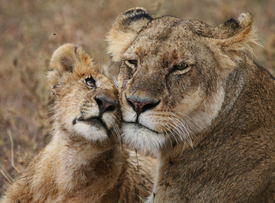 TENDRESSE AFRICAINE