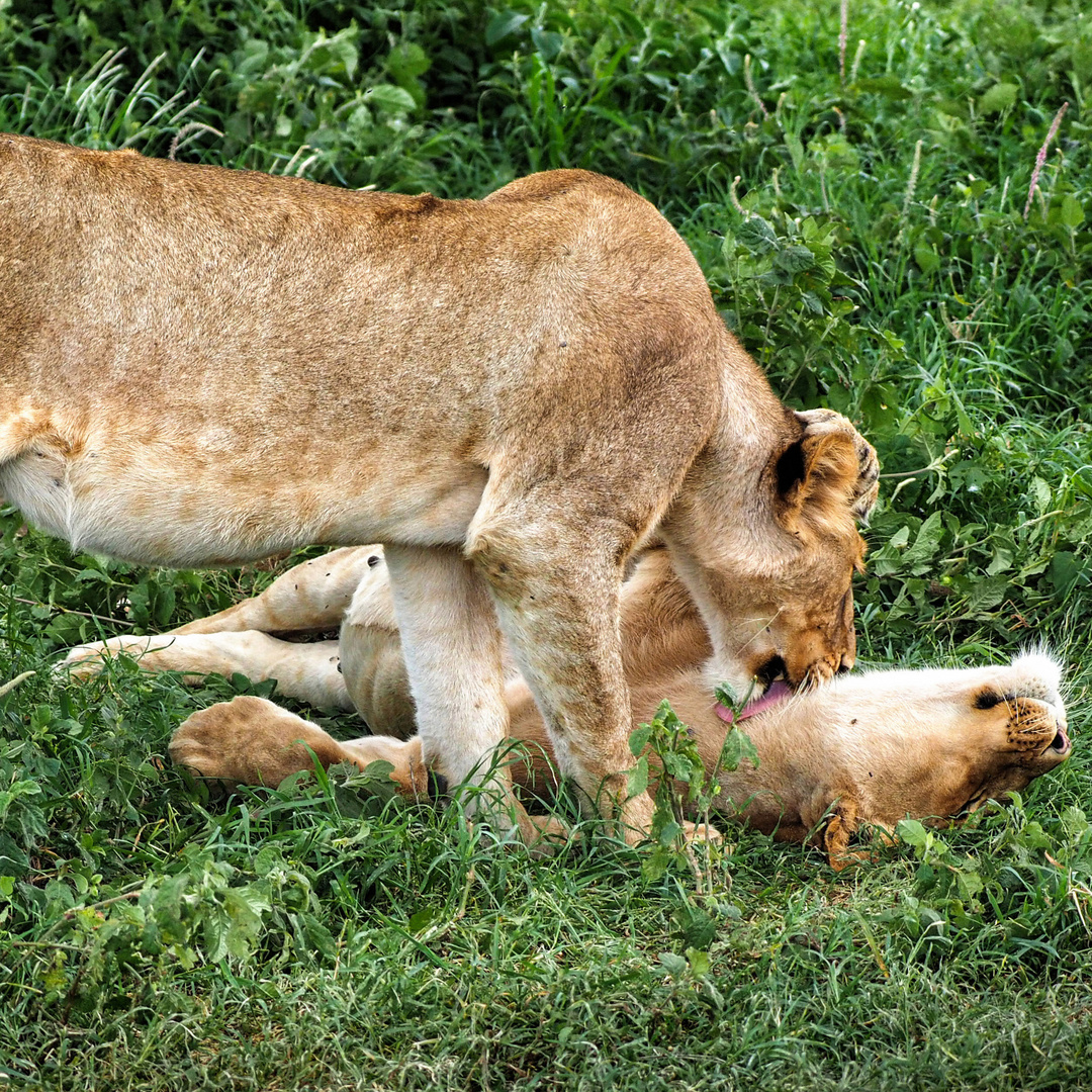 Tendresse