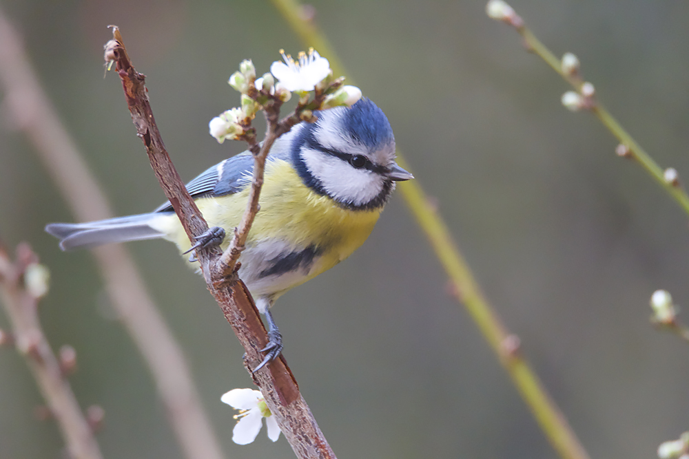 Tendresse bleue