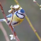 Tendresse bleue