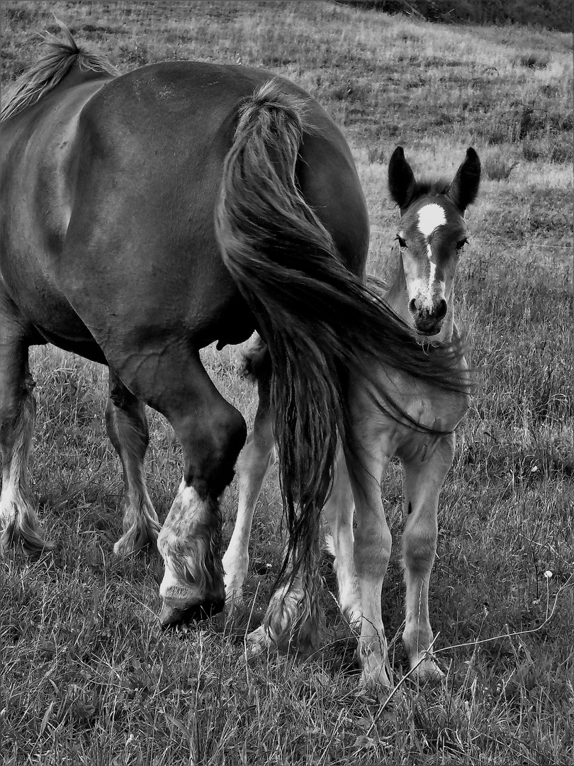 Tendresse chevaline