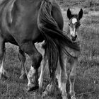 Tendresse chevaline