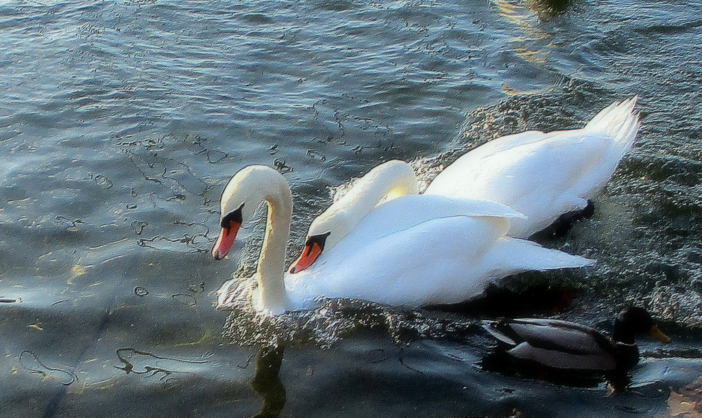 TENDRESSE....