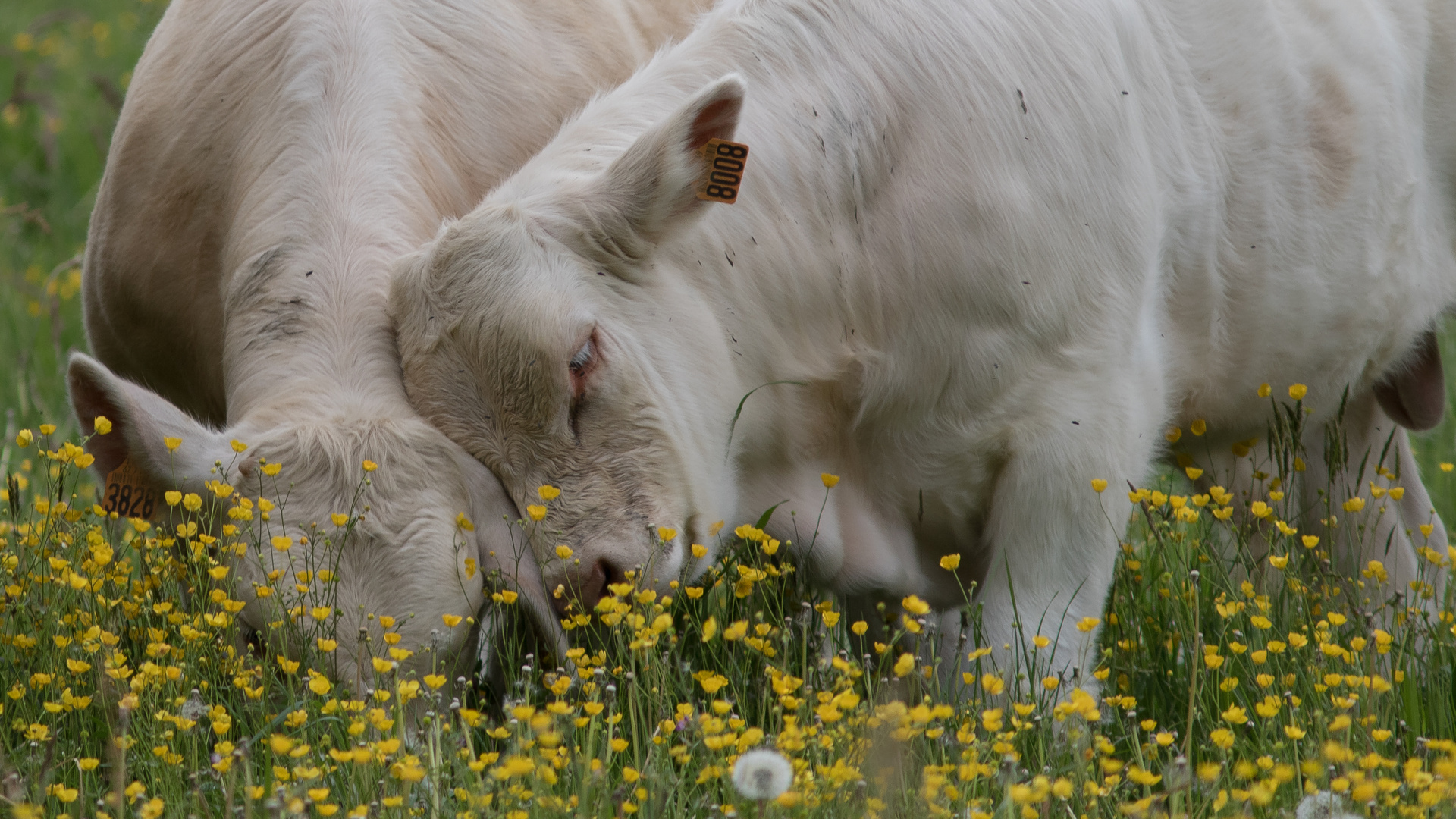 Tendresse