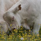 Tendresse