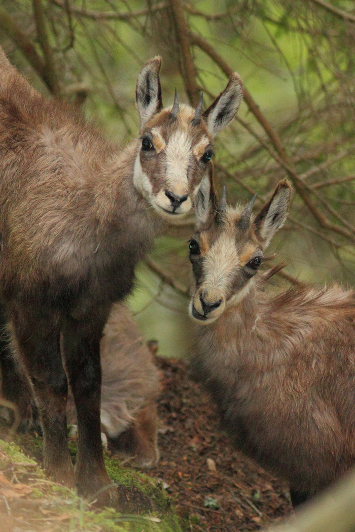 Tendresse