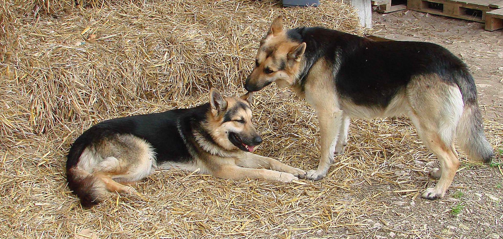 Tendresse de chiens