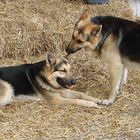 Tendresse de chiens