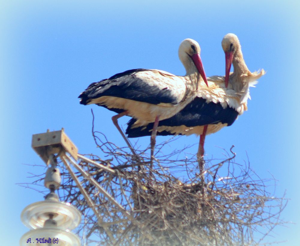 Tendresse de cigognes.