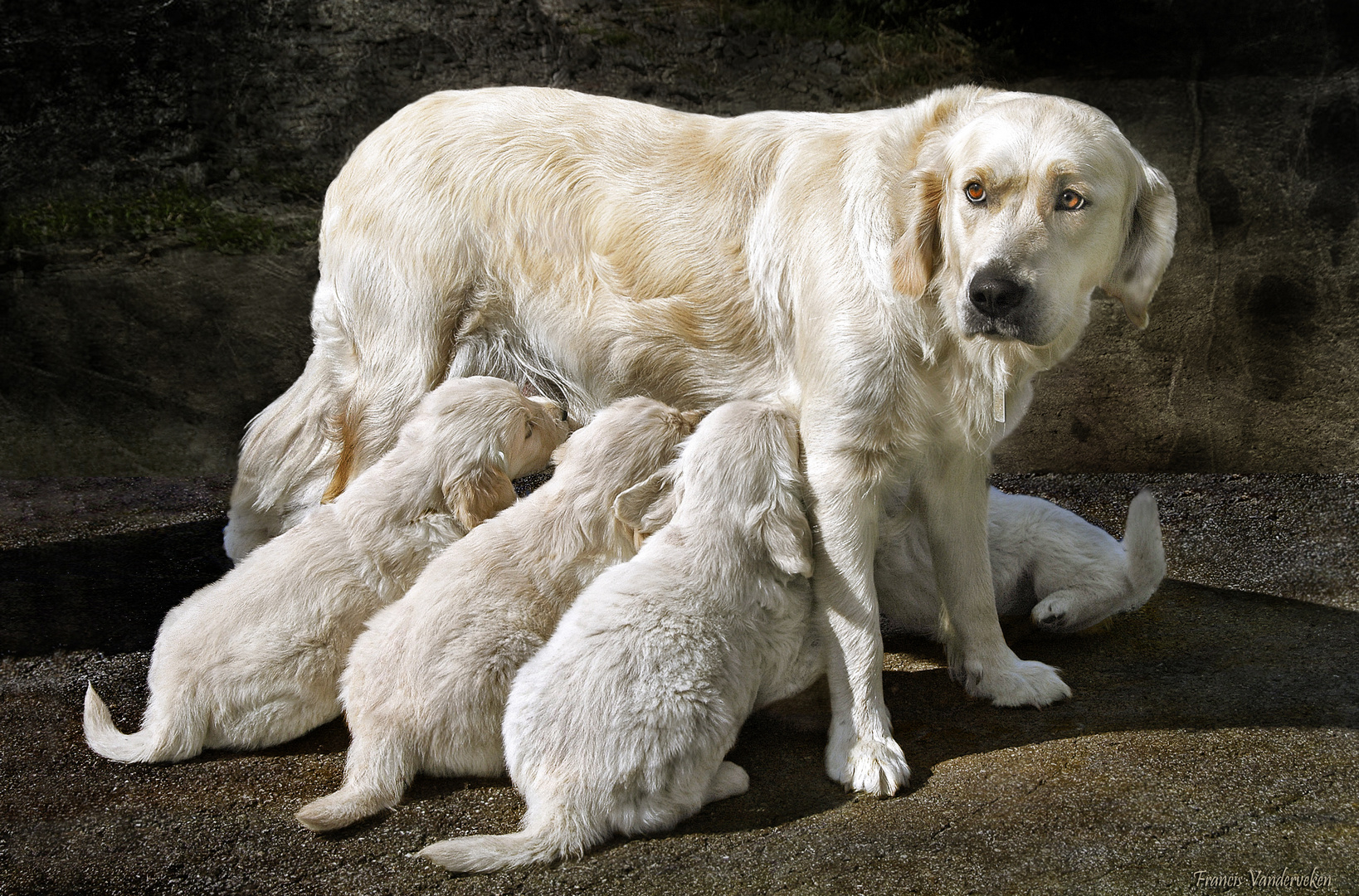 Tendresse d'une Maman.