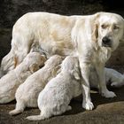 Tendresse d'une Maman.