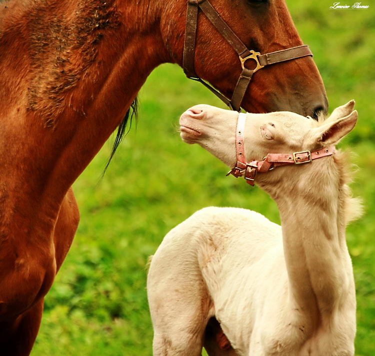 TENDRESSE ENTRE UNE MERE ET SON PETIT ALBINOS