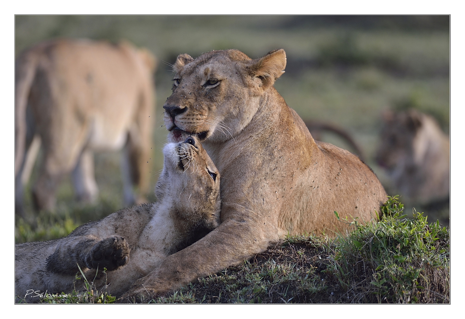 Tendresse