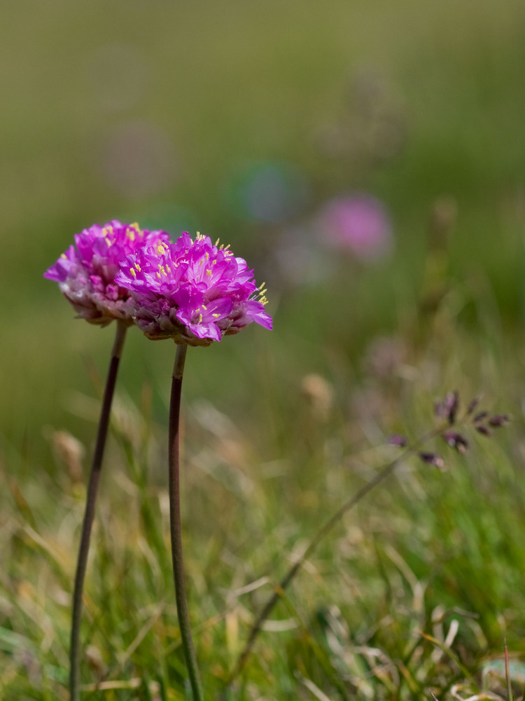 Tendresse florale