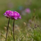 Tendresse florale