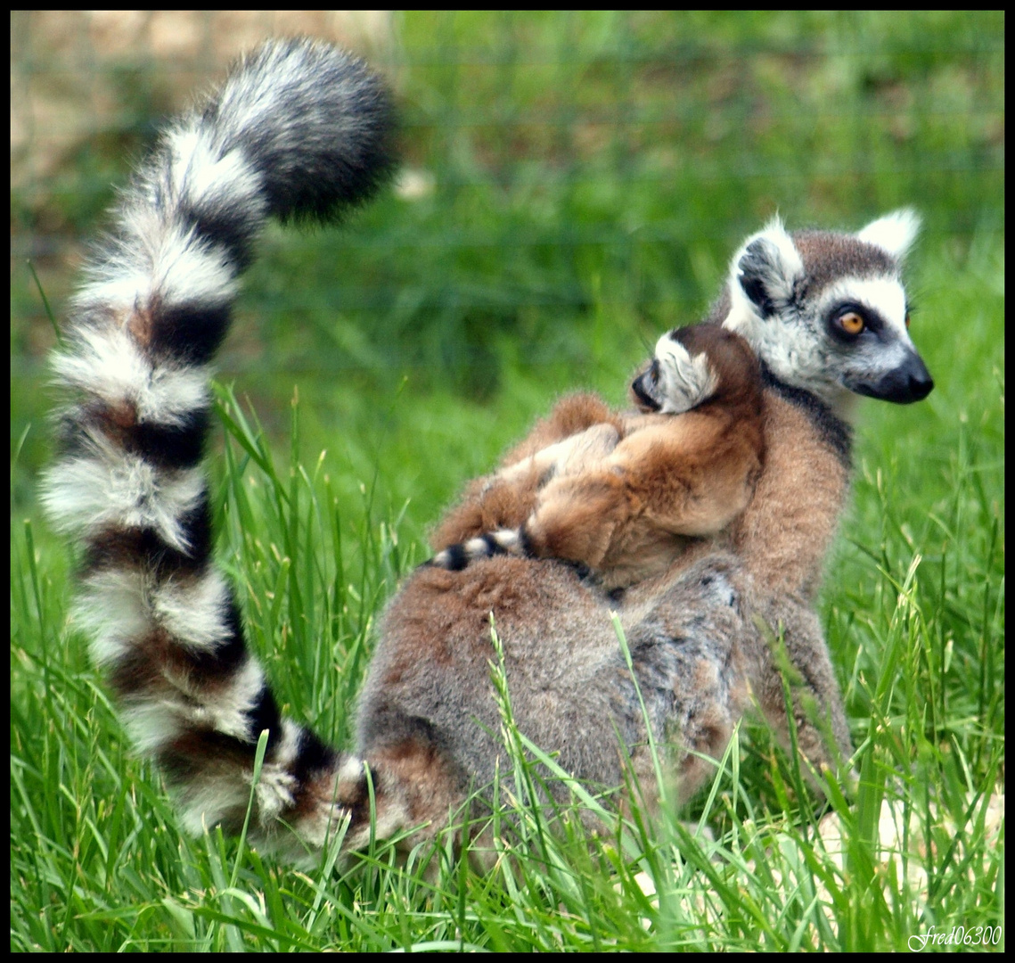 Tendresse maternelle 2