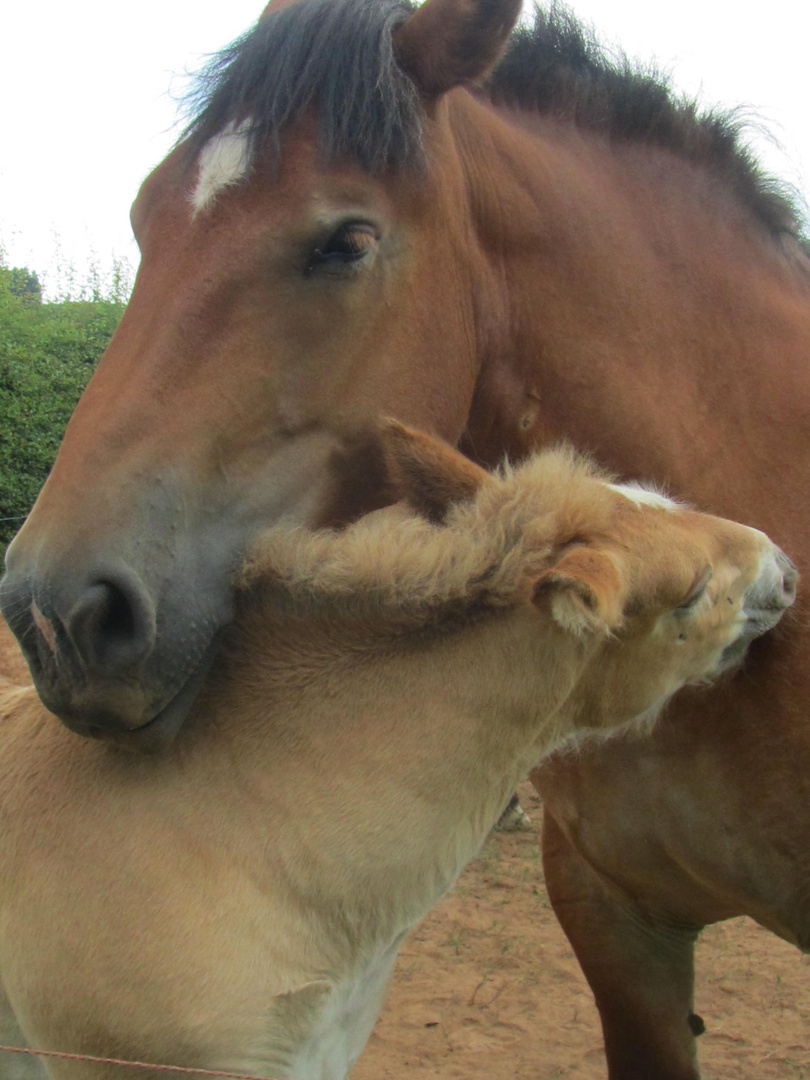 TENDRESSE MATERNELLE