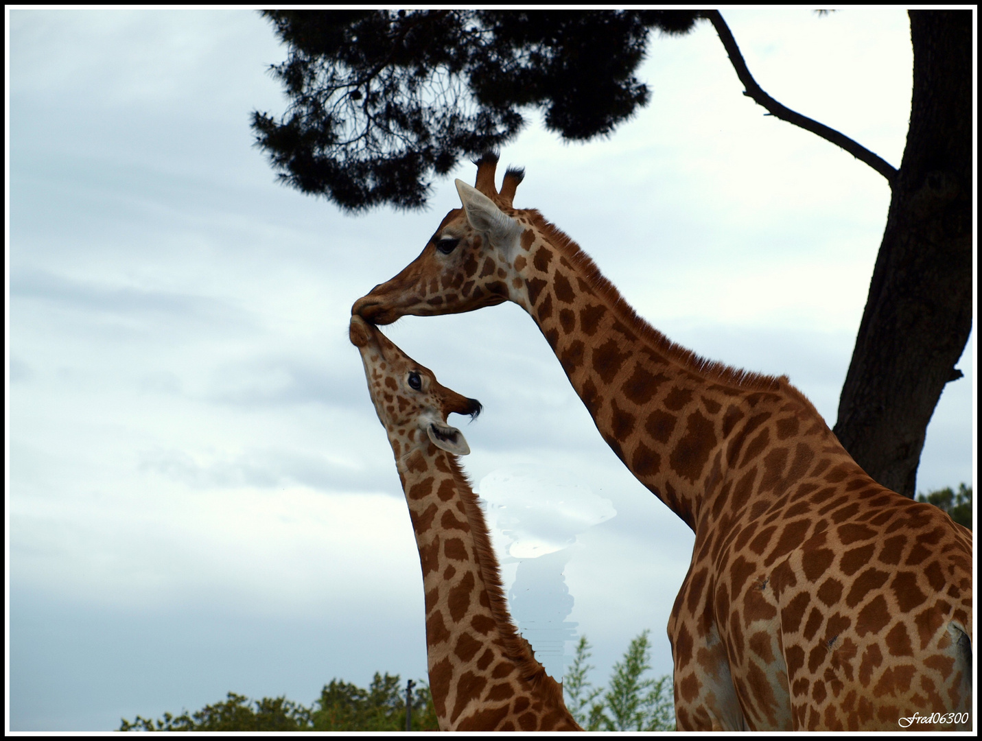 Tendresse maternelle