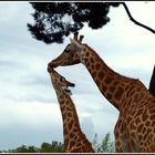 Tendresse maternelle