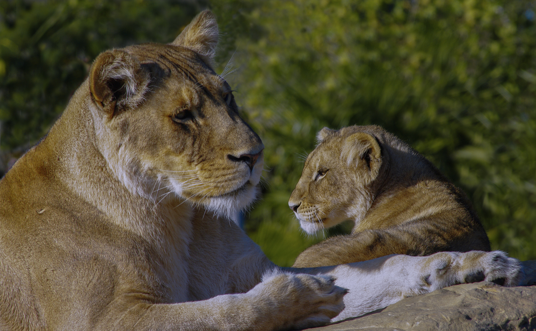 Tendresse ! (Panthera leo leo, lion d'Afrique)