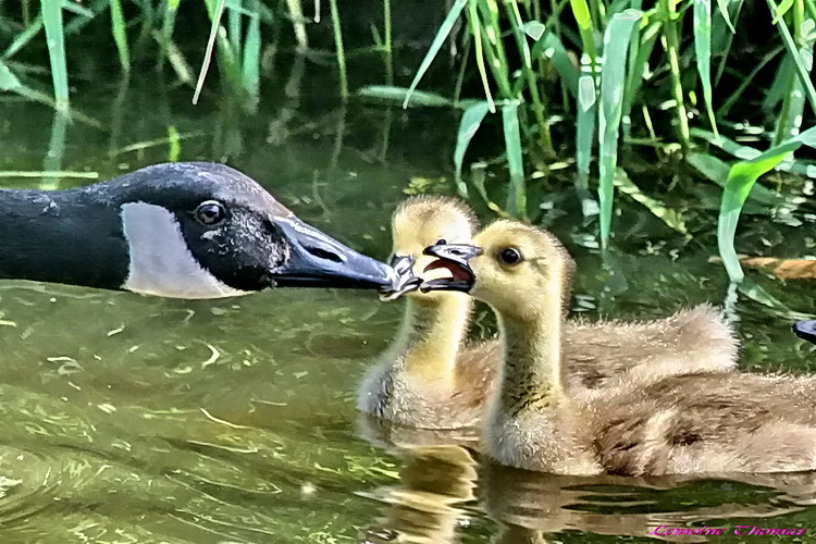 TENDRESSE PATERNELLE