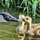 TENDRESSE PATERNELLE